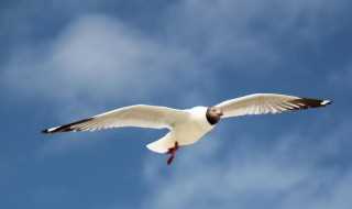 候鸟介绍?候鸟有哪些鸟?(候鸟有哪些)