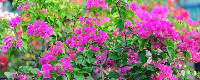 络新妇花花期和种植?络新妇花怎么养