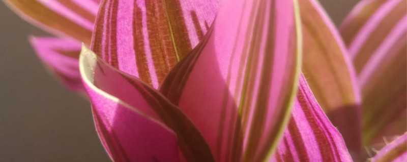 油画花怎么养爆盆?油画花怎么养