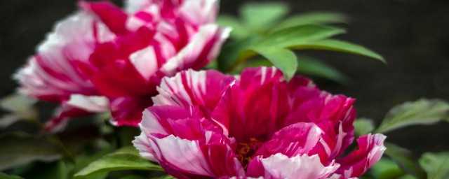 百花齐放打一成语是什么(百花齐放打一成语是什么成语)?