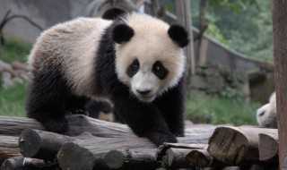小熊猫是什么 小熊猫简单介绍