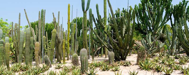 万石植物园的位置?万石植物园在哪里?(厦门万石植物园)