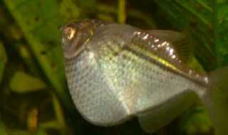 斧头鱼是什么意思?斧头鱼是什么(斧鱼)