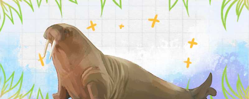 海象吃什么东西会有口臭?海象吃什么东西