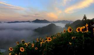 百万葵园景点的介绍_百万葵园景点简介(百万葵园)