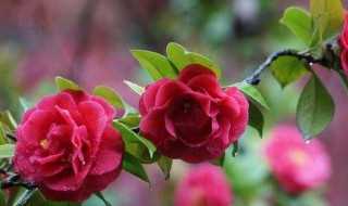 山茶花怎么种植呢?山茶花的种植方法(山茶花种植)