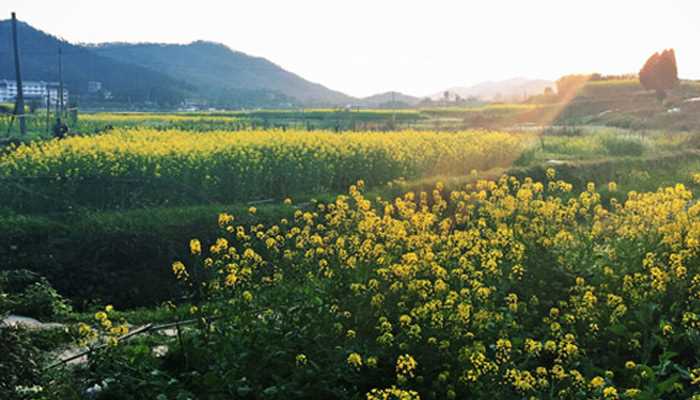婺源油菜花几月份开花?婺源油菜花什么时候开(婺源油菜花最佳观赏时间)
