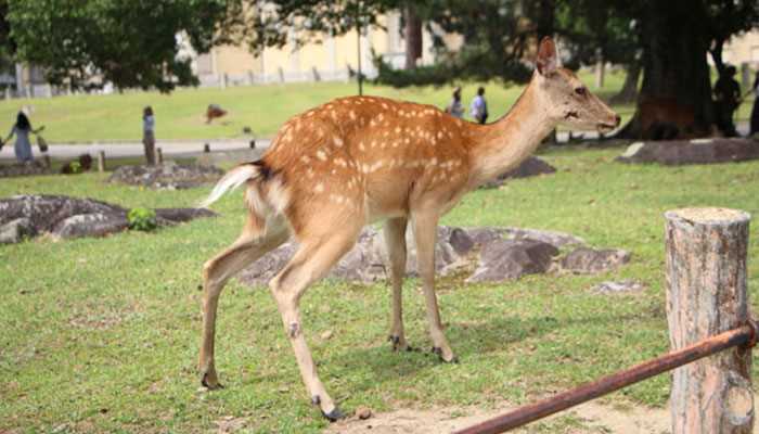 奈良公园在哪个国家?奈良公园在哪里?(奈良公园)