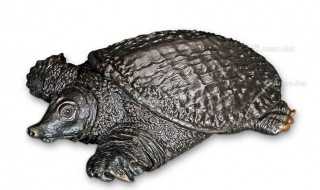 主要分布在什么地方?鼋是什么动物(鼋)