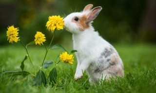 兔子代表什么寓意 兔子的寓意介绍