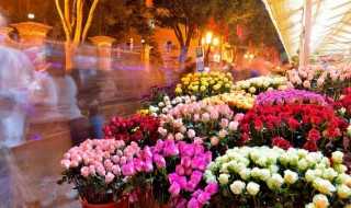 2月开哪些花?2月开什么花(2月开什么花)