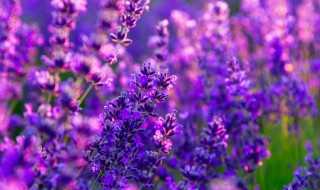 薰衣草庄园游玩攻略?薰衣草庄园什么季节去(熏衣草庄园)