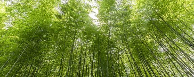 东西南北风的意思_千磨万击还坚劲任尔东西南北风句意(千磨万击还坚劲任尔东西南北风的意思)