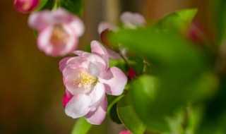 海棠花未眠下一句是什么?海棠花未眠下一句应该怎么说?(海棠花未眠下一句应该怎么说)