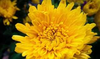 菊的释义_菊字组词语(菊字组词)