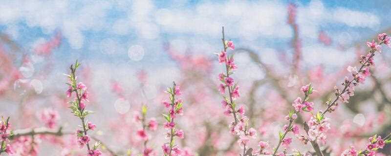 草木知春不久归译文_草木之春不久归百般红紫斗芳菲的意思(草木知春不久归 百般红紫斗芳菲)