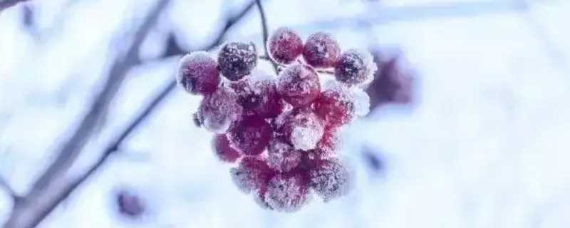 羌管悠悠霜满地这一句的意思是什么?羌管悠悠霜满地的意思(羌管悠悠霜满地)