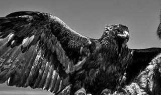 什么是熬鹰?熬鹰什么意思(熬鹰)