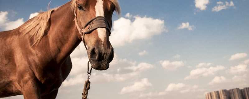 老马识途文言文翻译及道理_老马识途文言文翻译(老马识途)