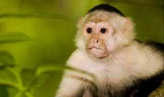 monkey解释?monkey是什么意思(monkey)