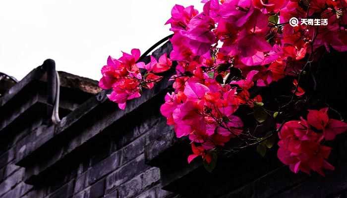 游园不值的意思_游园不值古诗的解释意思(游园不值的意思)