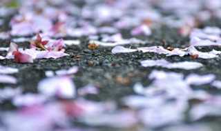 落红不是无情物化作春泥更护花的意思介绍?落红不是无情物化作春泥更护花的意思是什么(落红不是无情物化作春泥更护花)