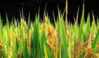 金黄金黄的组词?金黄金黄的什么填词语(金黄金黄的什么)