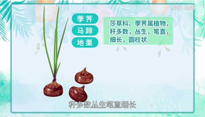 荸荠的读法?荸荠怎么读?(荸荠读音)