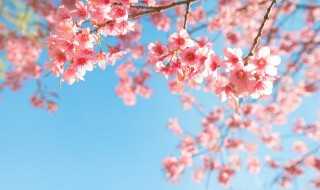 成语解释无可奈何花落去_无可奈何花落去成语解释(无可奈何花落去)