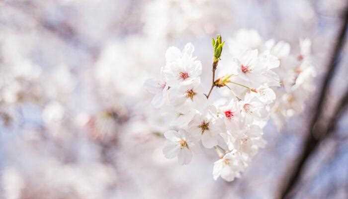 草木知春不久归译文_草木之春不久归百般红紫斗芳菲的意思(草木知春不久归 百般红紫斗芳菲)