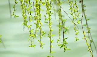 柳的拼音怎么读（柳的拼音怎么读音读法）?(柳)