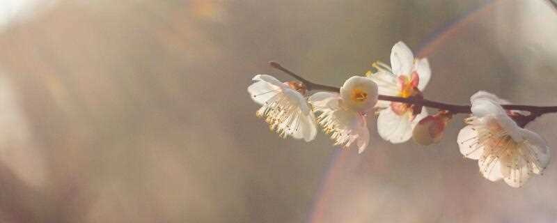 孤芳自赏是什么意思?孤芳自赏什么意思(孤芳自赏)
