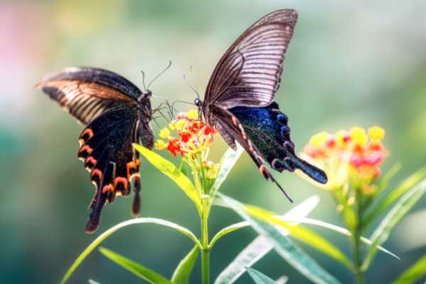 为伊消得人憔什么意思_柳永蝶恋花原文及赏析?衣带渐宽终不悔(衣带渐宽终不悔)