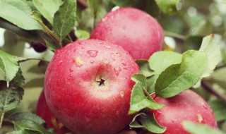 苹果的苹可以组什么词（苹果的苹可以组什么词什么词）?(苹组什么词)