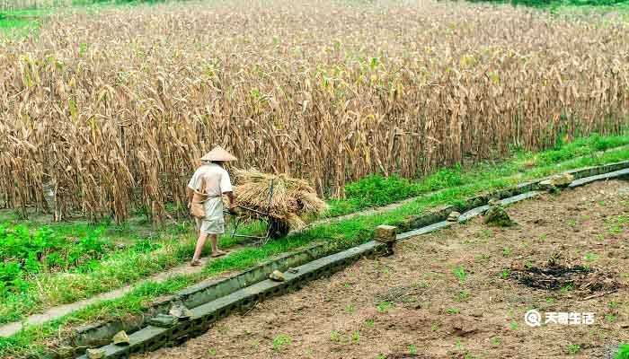 悯农其一的意思(悯农其一)