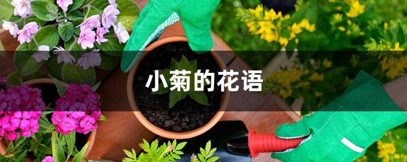 小菊的花语是什么?(小雏菊的花语)?