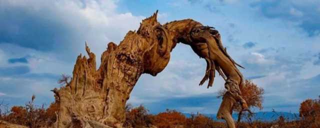 沙漠中会流泪的树是什么树?(哪种树在沙漠称为会流泪的树)?