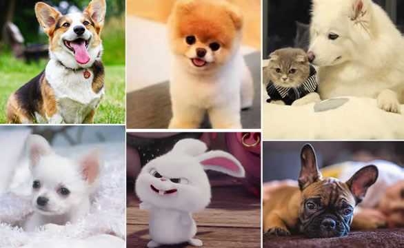 猫的种类有哪些(猫的种类图片及名称)?