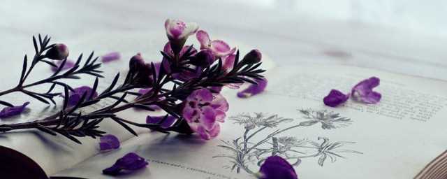 偌大是什么意思?偌大是什么意思解释