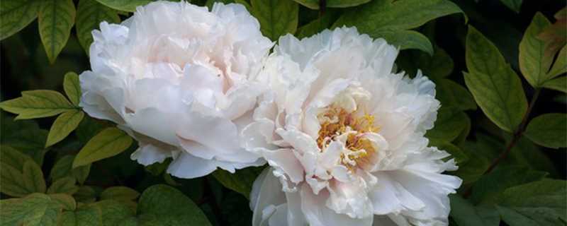 洛阳牡丹最佳花期是什么时候(洛阳牡丹最佳花期)?