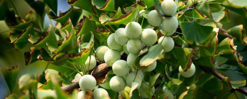 银杏树多少年开花结果(银杏树果实图片)?