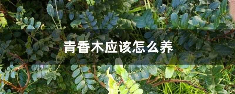 青香木应该怎么养(清香木的养殖方法和注意事项)?