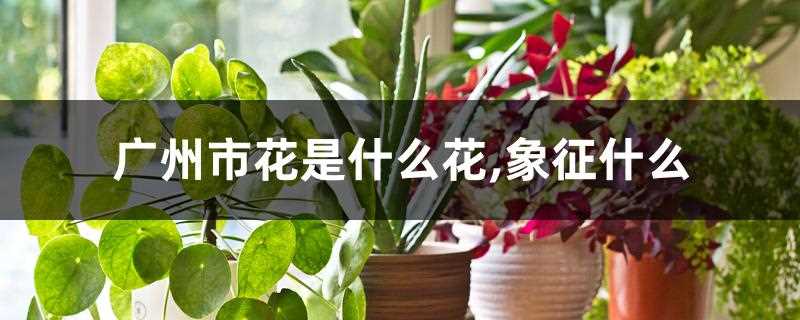 广州的市花是什么花的代表(广州市花的含义)?