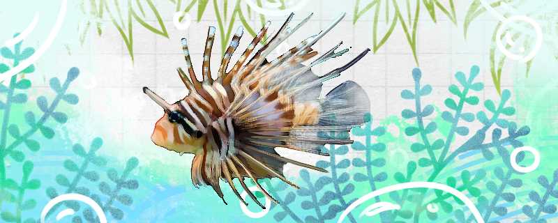 长须狮子鱼好养吗?(狮子鱼能养吗?)