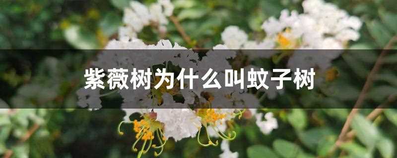 紫薇树又叫什么树(紫薇又叫什么树)?