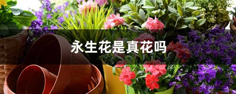 永生花是真花吗?(永生花图片)