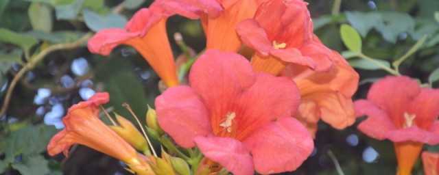 凌霄的含义?凌霄的意思和含义是什么