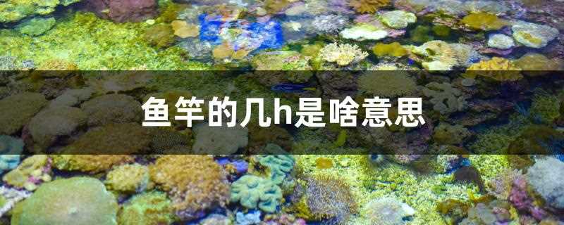 鱼竿的几h是啥意思(鱼竿h代表什么)?