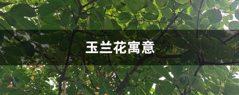 玉兰花寓意及花语(玉兰花寓意和象征意义)