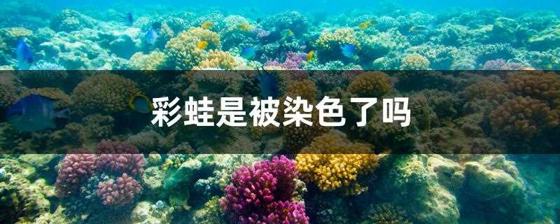 彩蛙是被染色了吗?(彩色蛙是什么)?